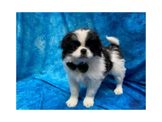 Japanese Chin DOG Male Black/White 13927 Petland Pensacola, Florida