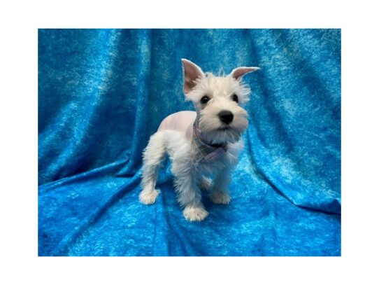 Miniature Schnauzer DOG Female White 13917 Petland Pensacola, Florida