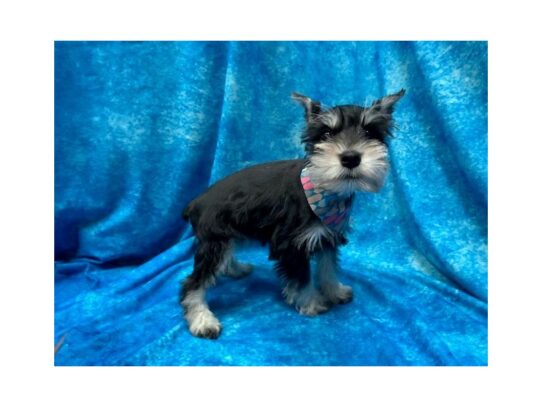 Miniature Schnauzer-DOG-Female-Black / Silver-13933-Petland Pensacola, Florida