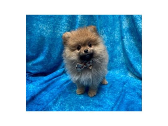 Pomeranian DOG Male Red Sable 13935 Petland Pensacola, Florida