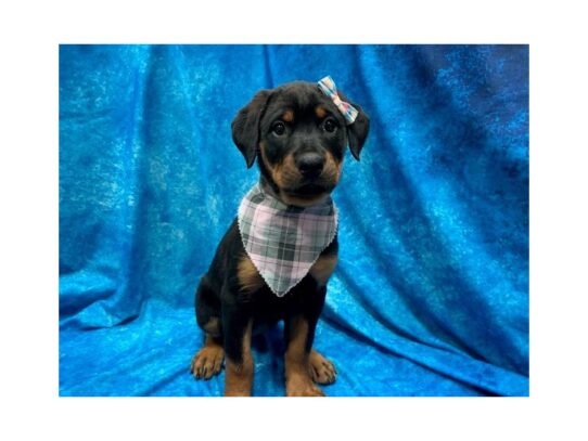 Rottweiler DOG Female Rust/Black 13926 Petland Pensacola, Florida