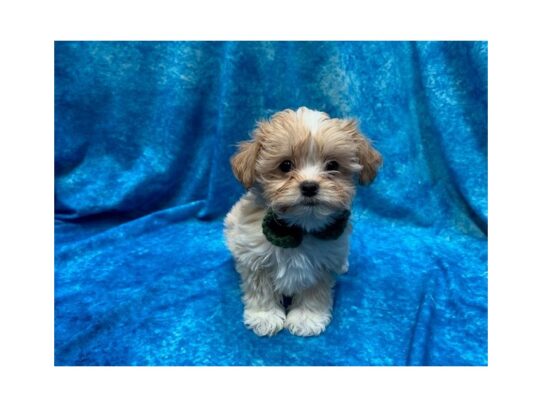 ShizaPoo-DOG-Male-Apricot-13922-Petland Pensacola, Florida