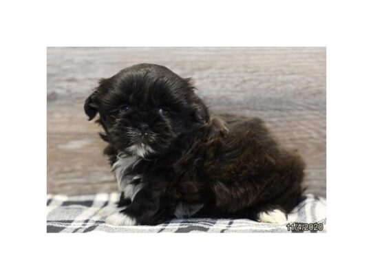 Shih Tzu DOG Male Black 13950 Petland Pensacola, Florida