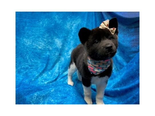 Akita DOG Female Black 13952 Petland Pensacola, Florida