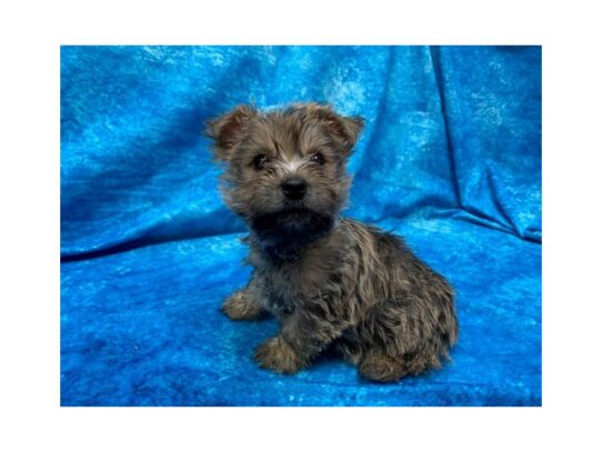 Cairn Terrier DOG Male Wheaten 13937 Petland Pensacola, Florida