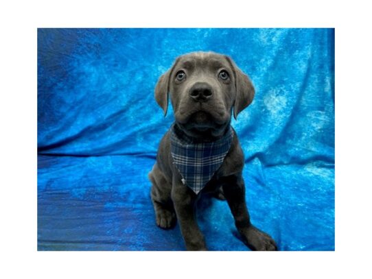 Cane Corso DOG Male Blue Brindle 13940 Petland Pensacola, Florida