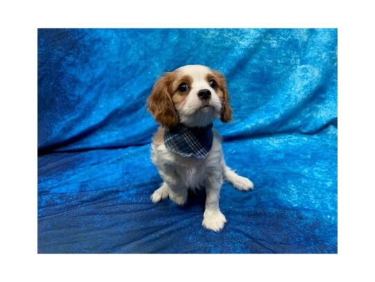 Cavalier King Charles Spaniel DOG Male Blenheim 13942 Petland Pensacola, Florida