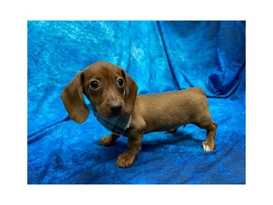 Dachshund DOG Female Red 13943 Petland Pensacola, Florida