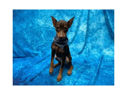 Miniature Pinscher-DOG-Female-Chocolate / Tan-13945-Petland Pensacola, Florida