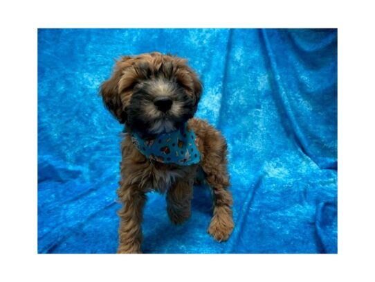 Miniature Whoodle DOG Male Wheaten 13953 Petland Pensacola, Florida