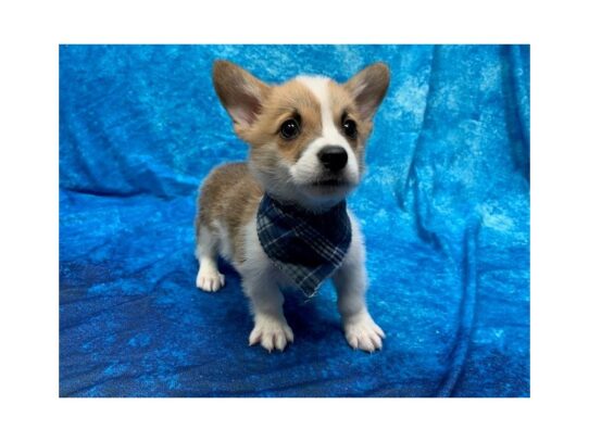 Pembroke Welsh Corgi-DOG-Male-Red / White-13946-Petland Pensacola, Florida