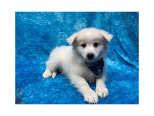 American Eskimo DOG Male White 13955 Petland Pensacola, Florida