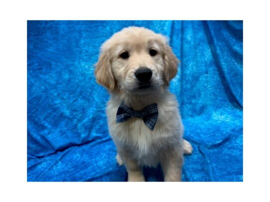 Golden Retriever DOG Male Golden 13956 Petland Pensacola, Florida