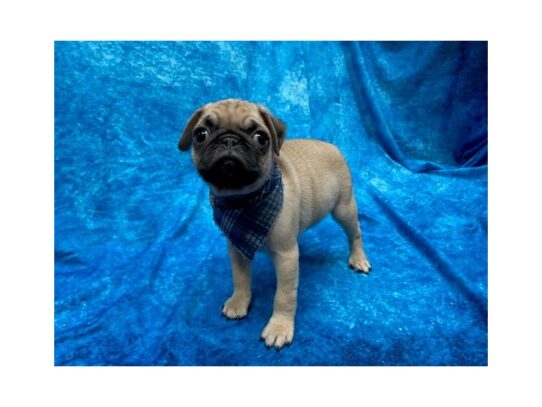 Pug DOG Male Fawn 13954 Petland Pensacola, Florida