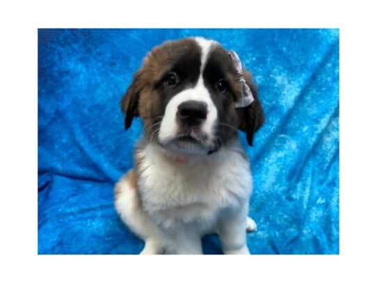 Saint Bernard DOG Female Mahogany / White 13947 Petland Pensacola, Florida