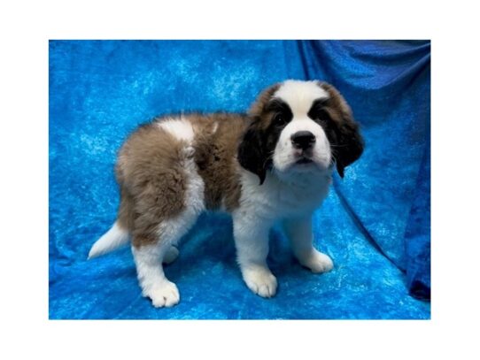 Saint Bernard DOG Male Mahogany / White 13948 Petland Pensacola, Florida