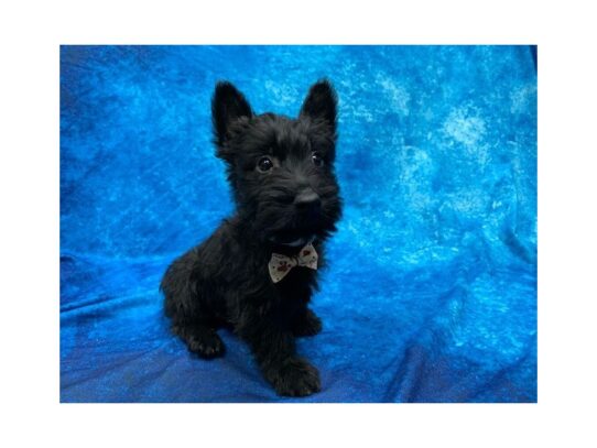 Scottish Terrier DOG Male Black 13949 Petland Pensacola, Florida