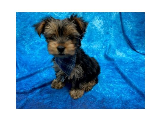 Yorkshire Terrier DOG Male Black / Tan 13939 Petland Pensacola, Florida