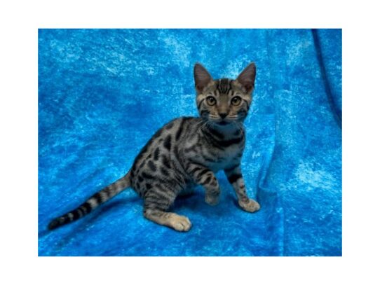 Bengal-CAT-Female-Brown Spotted-13886-Petland Pensacola, Florida