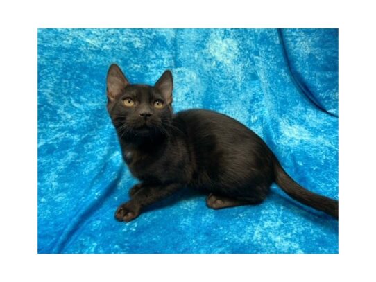 Bengal-CAT-Male-Black-13887-Petland Pensacola, Florida