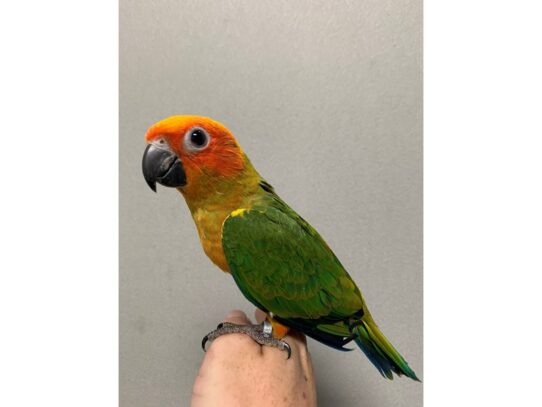 Sun Conure-BIRD---13957-Petland Pensacola, Florida