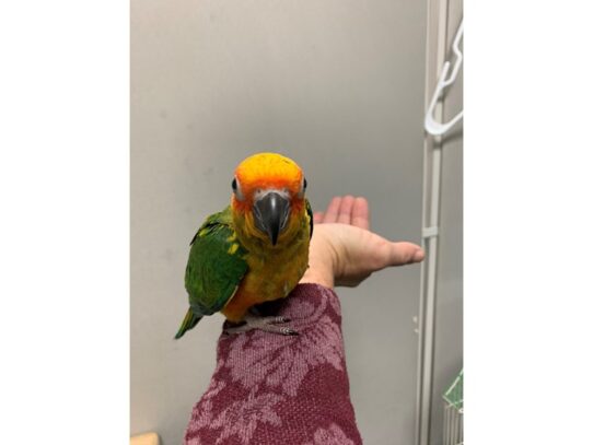 Sun Conure-BIRD---13958-Petland Pensacola, Florida