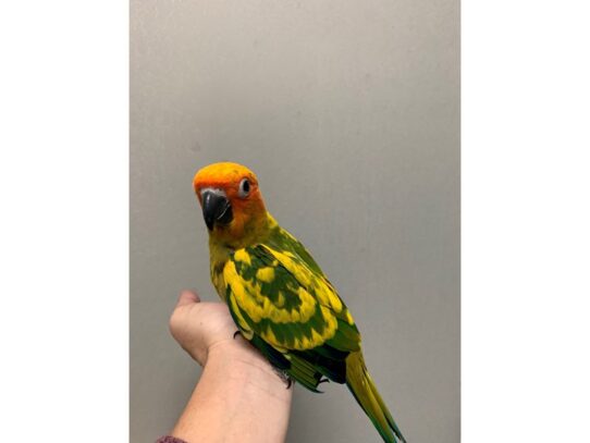 Sun Conure-BIRD---13959-Petland Pensacola, Florida