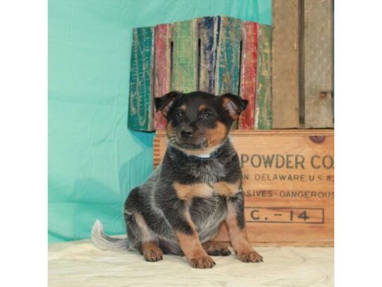 Heeler DOG Male Blue 13975 Petland Pensacola, Florida