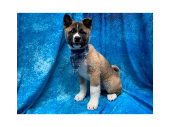 Akita DOG Male Brown 13974 Petland Pensacola, Florida