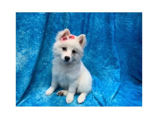 American Eskimo Dog DOG Female White 13960 Petland Pensacola, Florida