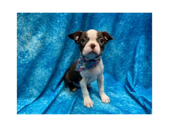 Boston Terrier DOG Female Seal Brindle / White 13961 Petland Pensacola, Florida