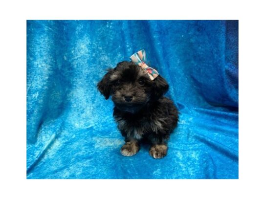 Havanese DOG Female Black / Tan 13963 Petland Pensacola, Florida