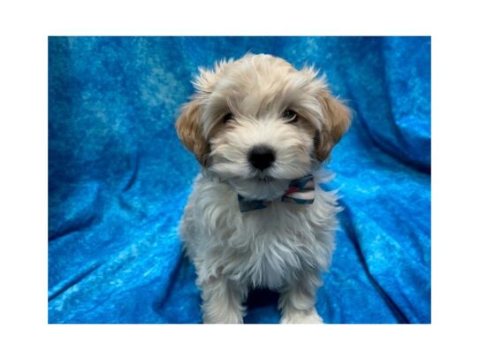 Maltese/Poodle DOG Male Apricot 13970 Petland Pensacola, Florida