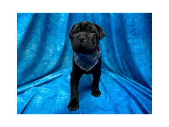 Ori Pei DOG Male Black 13973 Petland Pensacola, Florida