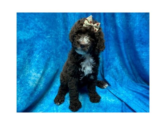 Poodle Standard DOG Female Chocolate 13968 Petland Pensacola, Florida