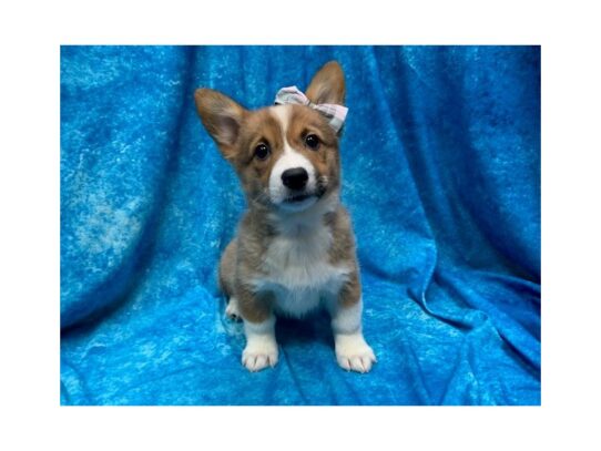 Pembroke Welsh Corgi DOG Female Red / White 13964 Petland Pensacola, Florida