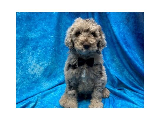 Poodle Standard DOG Male Chocolate Merle 13969 Petland Pensacola, Florida