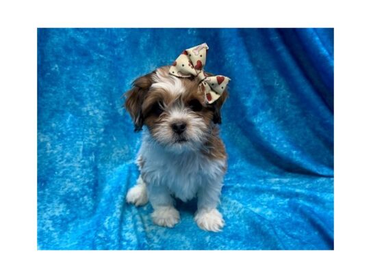 Poodle/Shih Tzu DOG Female White / Gold 13971 Petland Pensacola, Florida