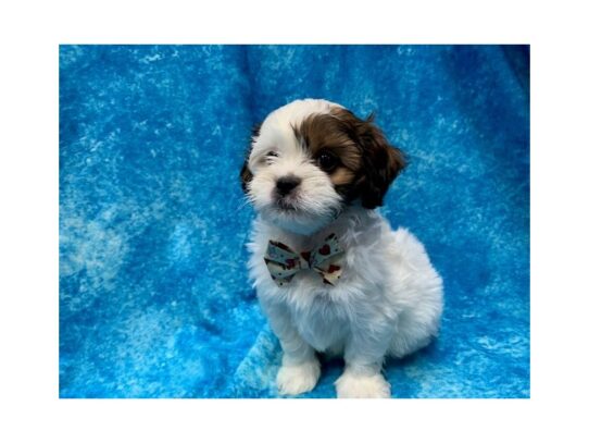 Poodle/Shih Tzu DOG Male White / Gold 13972 Petland Pensacola, Florida