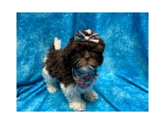 Shih Tzu DOG Female White / Chocolate 13966 Petland Pensacola, Florida