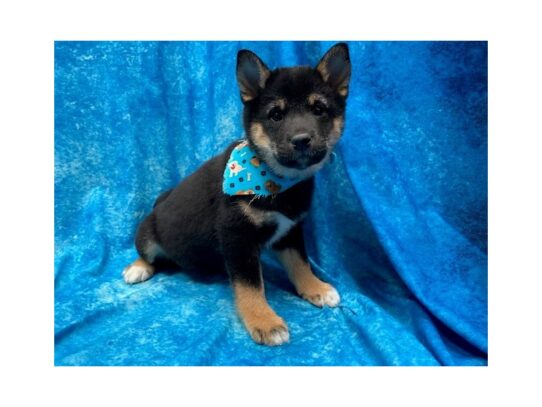 Shiba Inu DOG Male Black / Tan 13965 Petland Pensacola, Florida