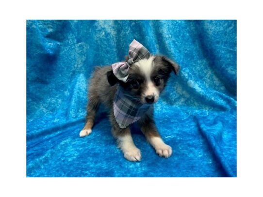 Australian Shepherd DOG Female Blue Merle 13984 Petland Pensacola, Florida