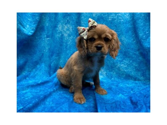 Cavalier King Charles Spaniel DOG Female Ruby 13977 Petland Pensacola, Florida