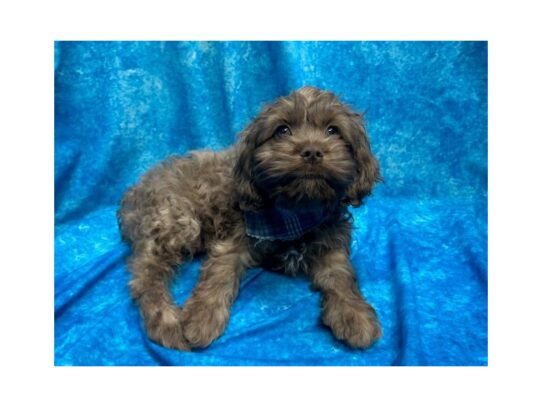 Cock A Poo-DOG-Male-Chocolate-13986-Petland Pensacola, Florida