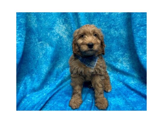 Goldendoodle Mini-DOG-Male-Red-13983-Petland Pensacola, Florida