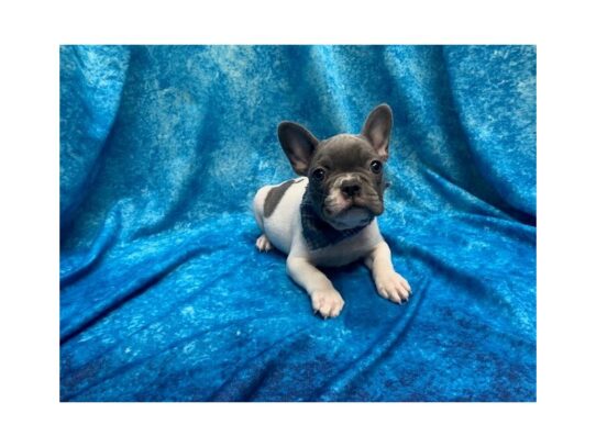 French Bulldog-DOG-Male-Blue-13993-Petland Pensacola, Florida