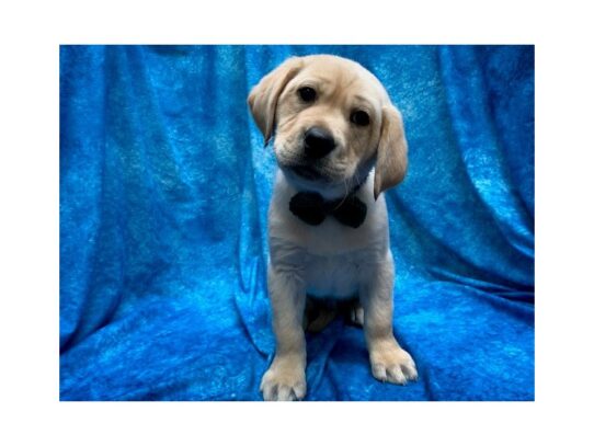 Labrador Retriever DOG Male Yellow 13980 Petland Pensacola, Florida