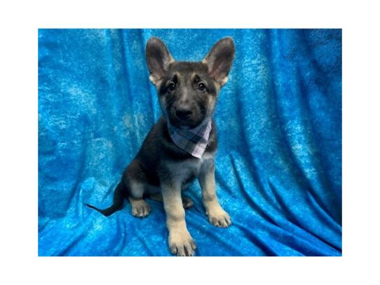 German Shepherd Dog DOG Female Black / Tan 13982 Petland Pensacola, Florida