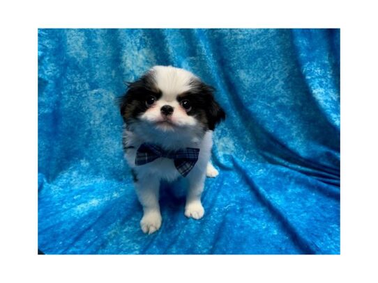 Japanese Chin DOG Male Black / White 13992 Petland Pensacola, Florida