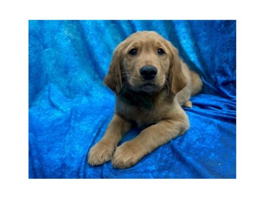 Golden Retriever DOG Male Golden 13991 Petland Pensacola, Florida